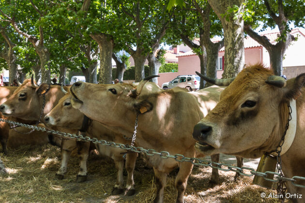 De magnifiques spécimens de la race Aubrac 