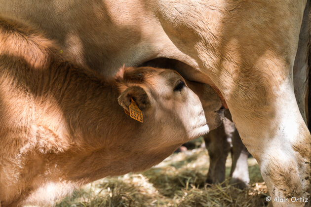 Veau Aubrac