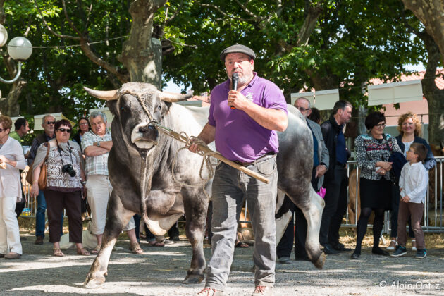 Hocco le taureau