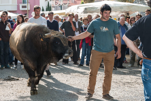 Garou le taureau