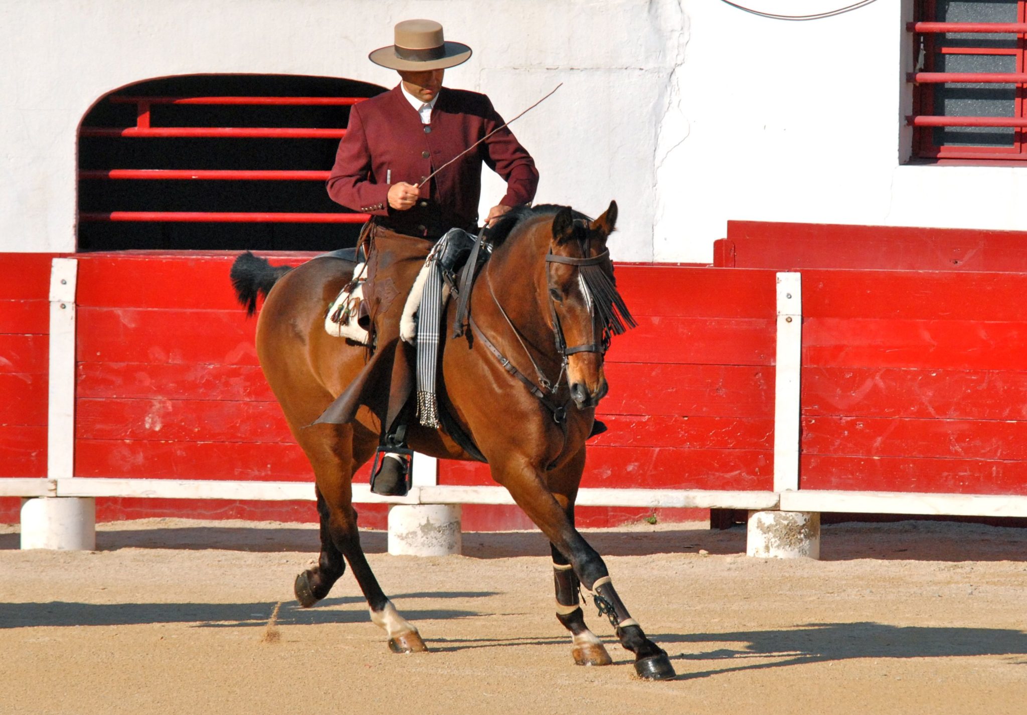 Chevalissimo tour 2013, le 24 juillet et le 8 aout a Millas et le 25 juillet et le 12 aout a Ceret aux arenes a 21h30, par Olivier Boutaud