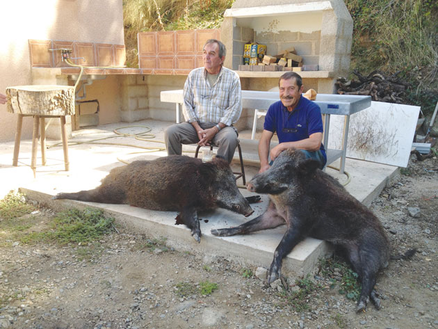 Yves Gizard et Serge Castillo, chef de battu, posent pour la postérité devant leurs trophées... Deux sangliers de 94 et 82 kilos, abattus le 22 septembre dernier dans la forêt dite du « Roc du Midi » ! Décidément, l'ACCA de Sorède n'en finit pas de cumuler les records : en pratiquement un mois d'ouverture de la saison de chasse, les chasseurs ont abattu autant de bêtes que dans toute l'année précédente.