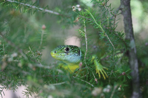 la-reserve-naturelle-nationale-de-la-foret-de-la-massane-fete-ses-40-ans