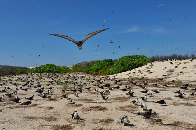 Bird Island (l’île aux oiseaux), aux Seychelles