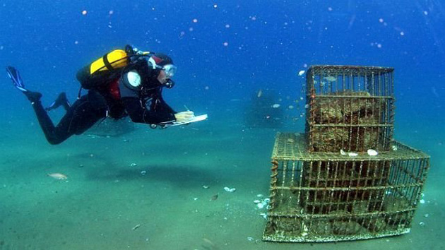 LE BARCARES... Une équipe de journalistes de TF1 est vue filmer le projet « Sublimo » au Centre de recherche sur les écosystèmes marins (qui doit naître en lieu et place de l'ancien centre France-télécom.). Le reportage sera diffusé lors du journal télévisé de Claire Chazal qui a lieu le week-end.