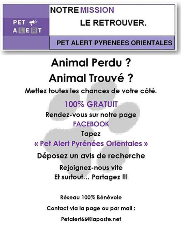 pet-alert-une-page-facebook-pour-retrouver-votre-animal-perdu