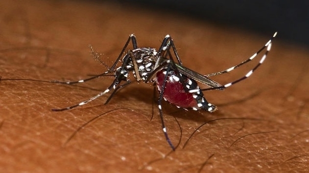 banyuls-sur-mer-lutte-contre-la-chikungunya