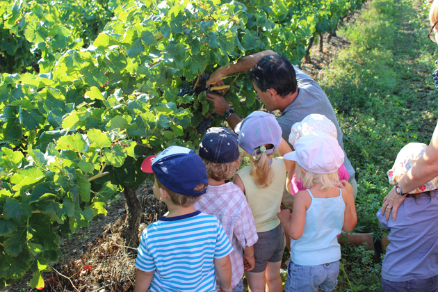 sorede-alberes-une-matinee-dans-les-vignes-pour-les-pitoutis