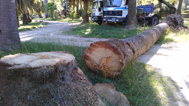 argeles-sur-mer-palmiers-en-danger