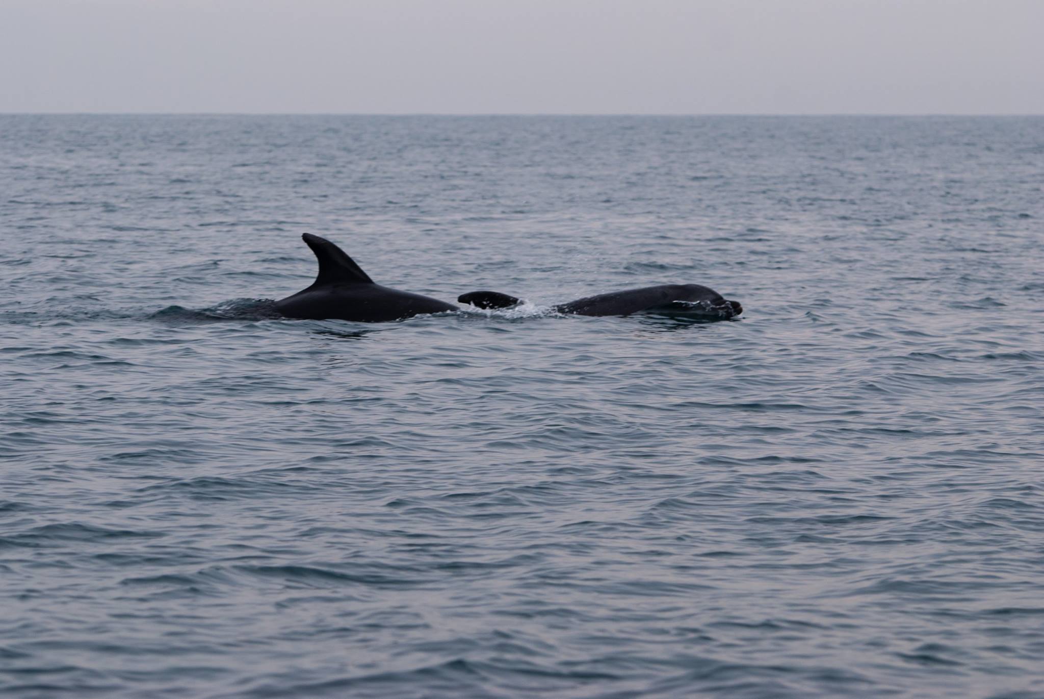 Les dauphins sont bien là…