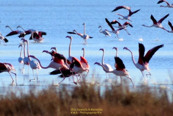 etang-de-canet