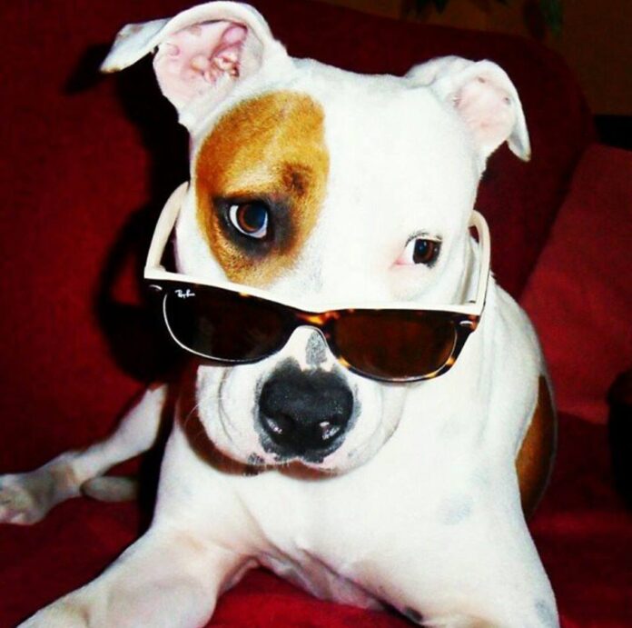 chien lunette