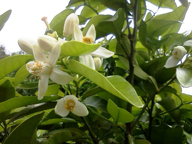 Fleurs de pamplemoussier montesquivain