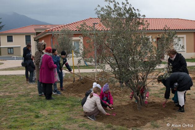 Plantation arbre vinça