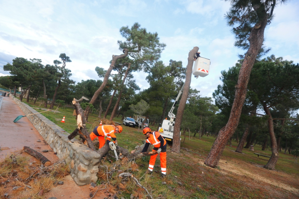 Environnement : la Ville d’Argelès-sur-Mer déclare la guerre aux scolytes