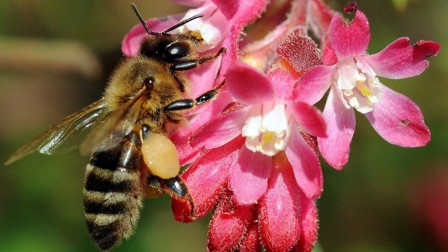 La vie des abeilles, conférence à Vinça le samedi 24 septembre 2016