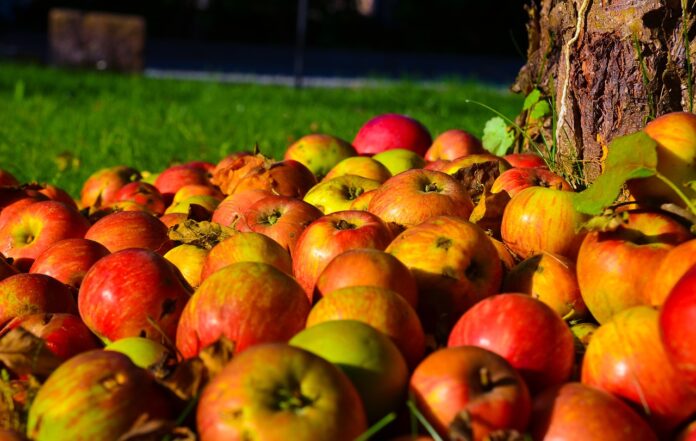 la pomme, un fruit à risque ?