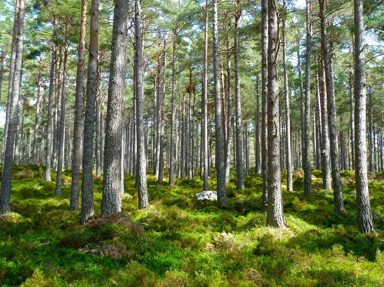 se-mettre-vert-aux-journees-internationales-forets-de-vira-25-26-mars-prochain