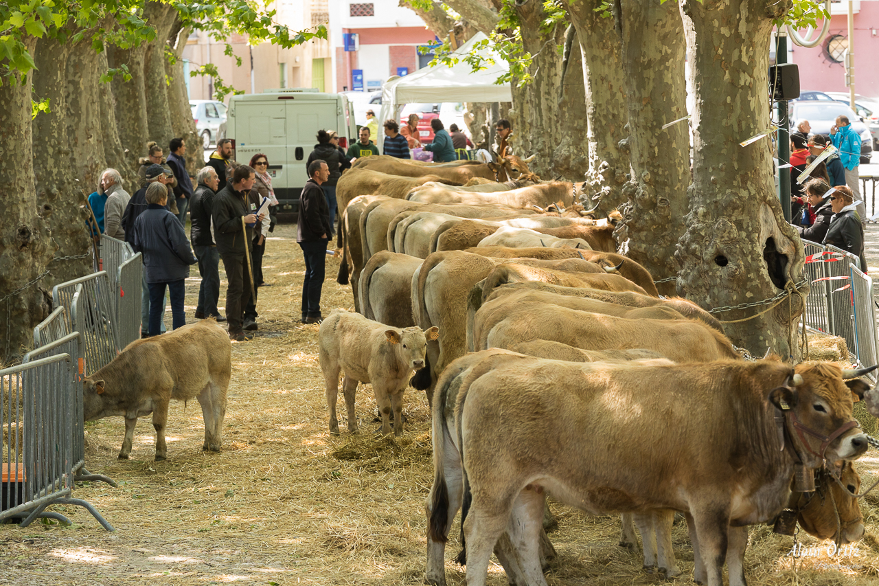 L’élevage en fête 2017 à Vinça