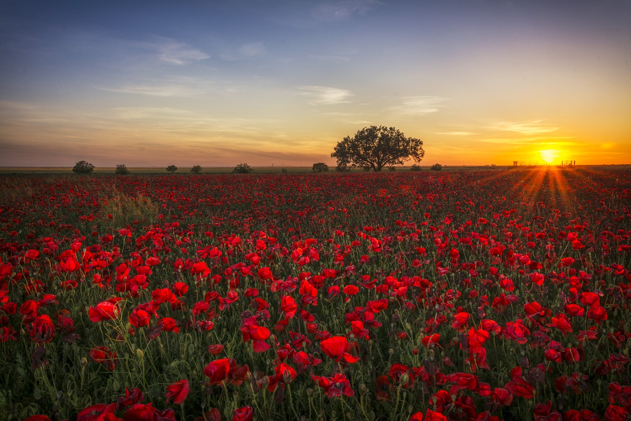 la-campagne-nous-voulons-des-coquelicots-tiendra-son-rassemblement-le-2-novembre