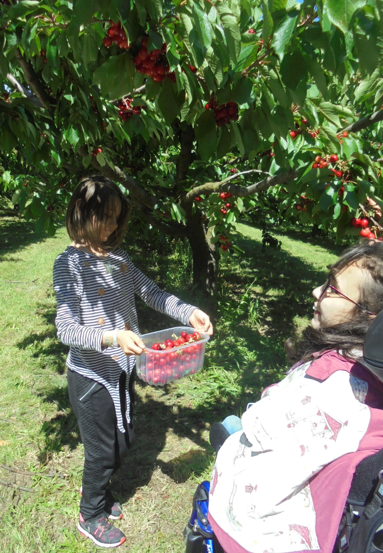 Cerises et solidarité