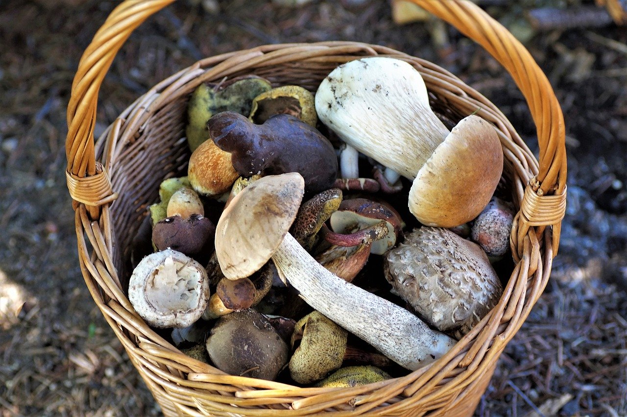 Champignons : attention aux risques d’intoxication ! Rappel des mesures de prévention