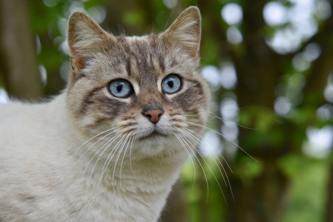 Jugée pour avoir jeté sa chatte du deuxième étage