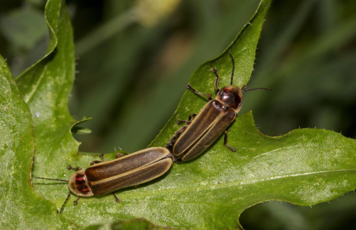 La luciole américaine envahie les Pyrénées-Orientales