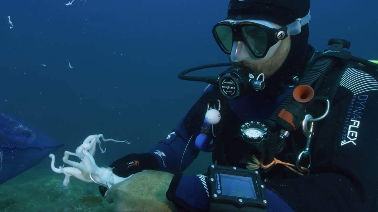 Projet ResMed : restaurer ensemble la biodiversité du littoral Pyrénéen