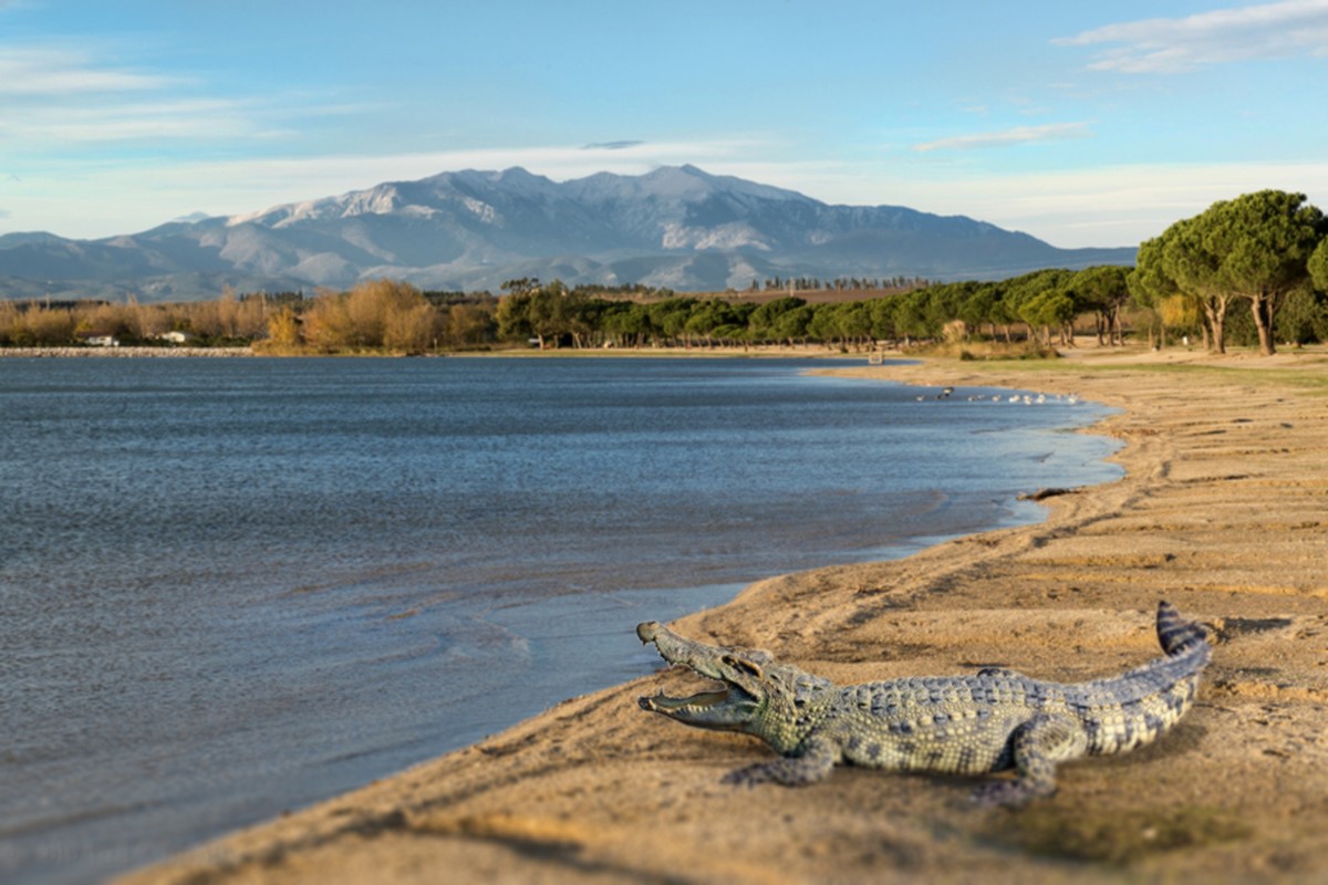 Un crocodile pour agir contre l’augmentation du nombre de carpes dans le lac de la Raho