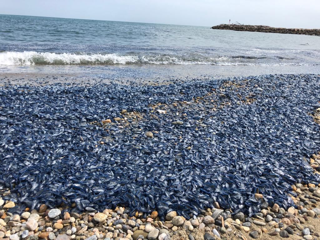 #FLASHINFO : Le littoral catalan envahi par des centaines de méduses – Canet-en-Roussillon : Le gratin de la natation au centre Arlette Franco