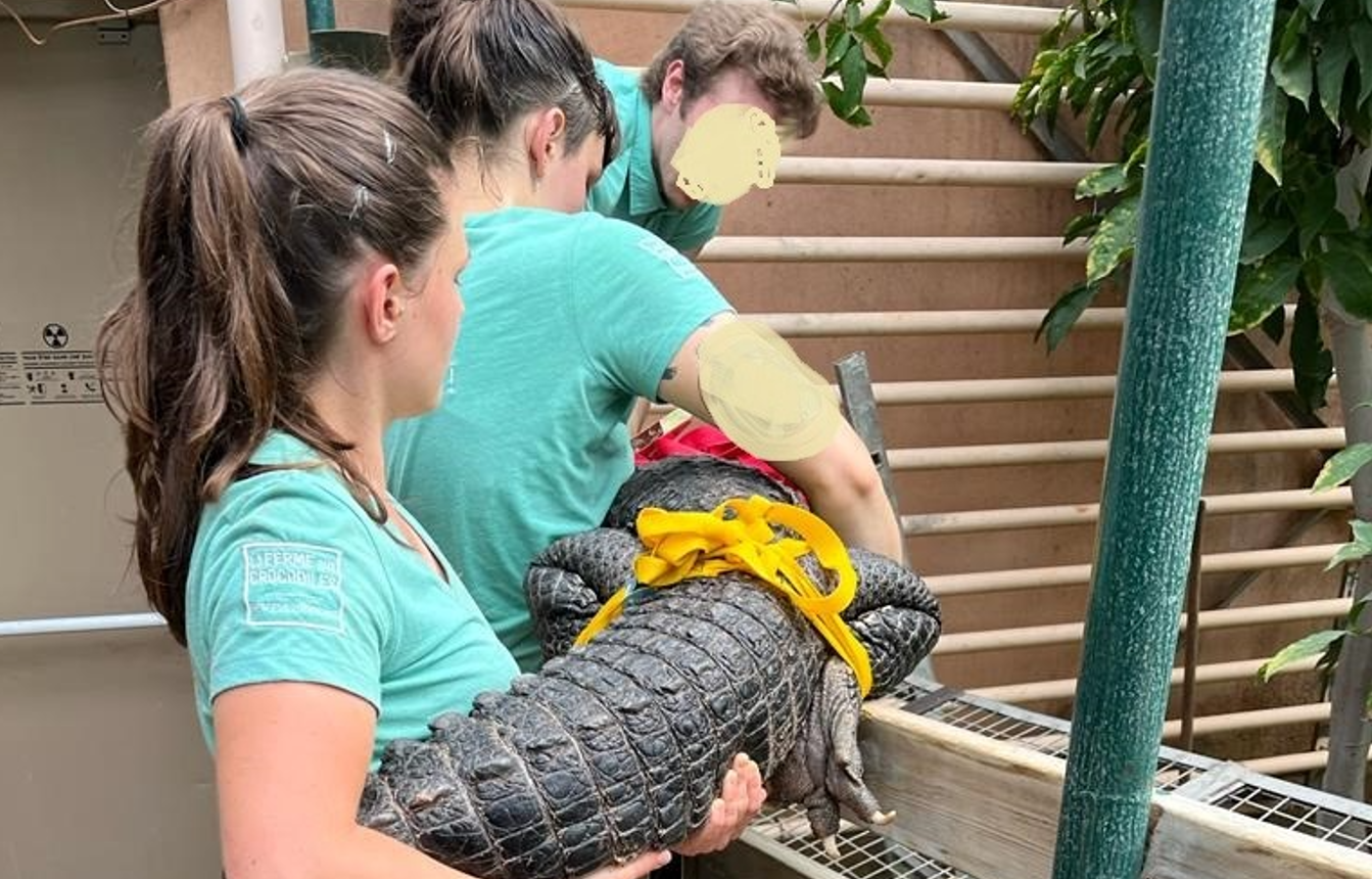 Saisie de quatre alligators par la douane du Perthus