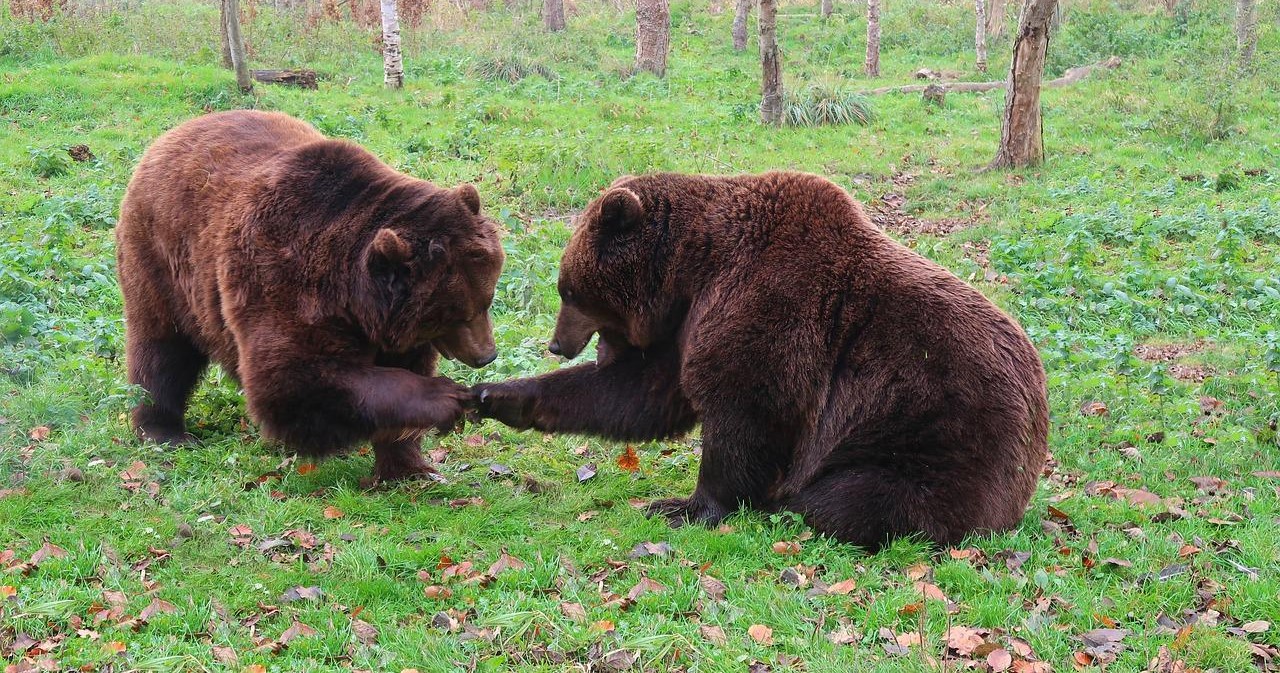 One Voice fait suspendre tous les arrêtés permettant l’effarouchement des ours bruns en Ariège