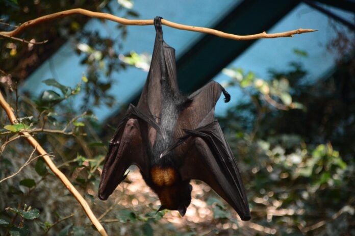 Nuit Internationale de la Chauve-souris