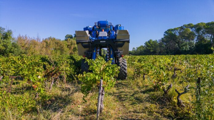 les vendanges dans le Languedoc-Roussillon ont eu 10 jours d’avance en 2022