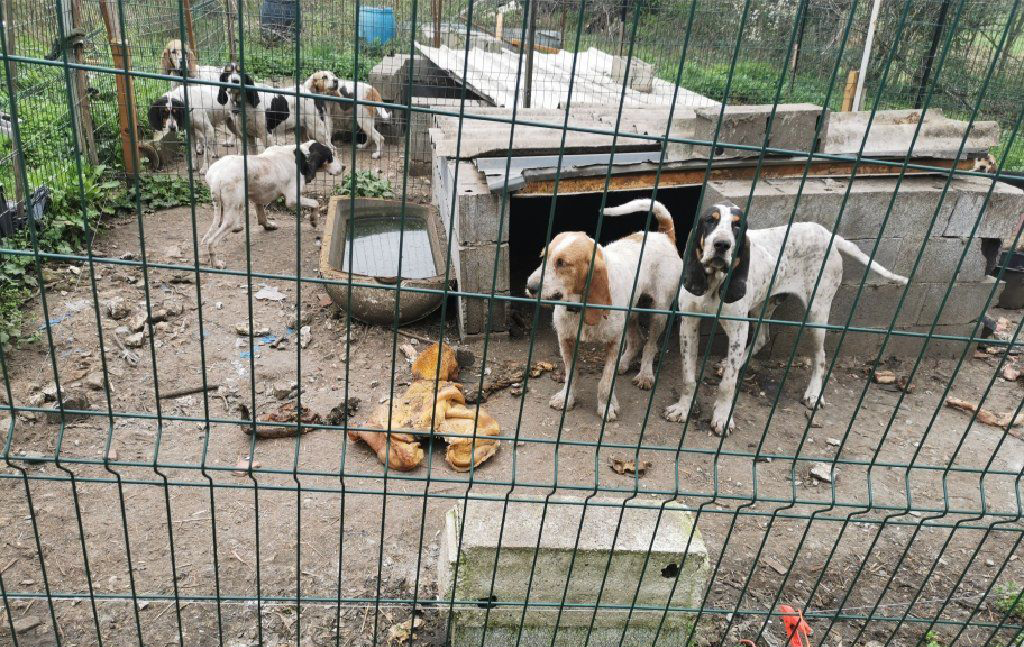 Un chasseur jugé pour avoir laissé vivre ses 8 chiens dans de terribles conditions