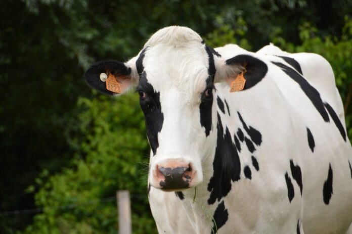 Le Groupe Occitanie Courageuse plaide en faveur des producteurs de lait du Sud-Ouest