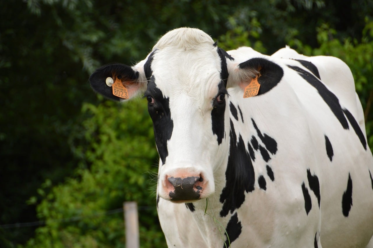 Le Groupe Occitanie Courageuse plaide en faveur des producteurs de lait du Sud-Ouest