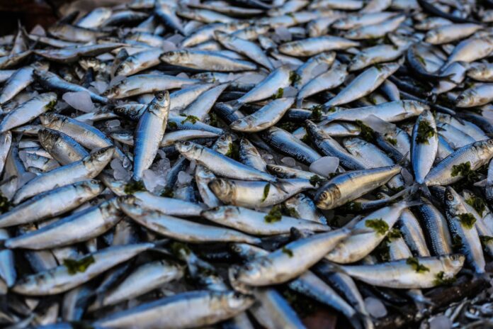 Carole Delga alerte sur l’avenir de la pêche en Méditerranée