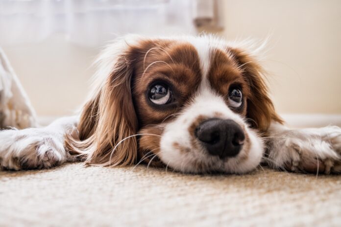 Comment faire garder son animal pendant les vacances