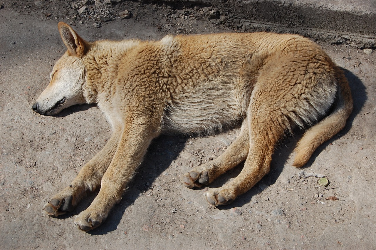 Chaque année, plus de 300 000* animaux sont abandonnés en France, soit un animal toutes les deux minutes.