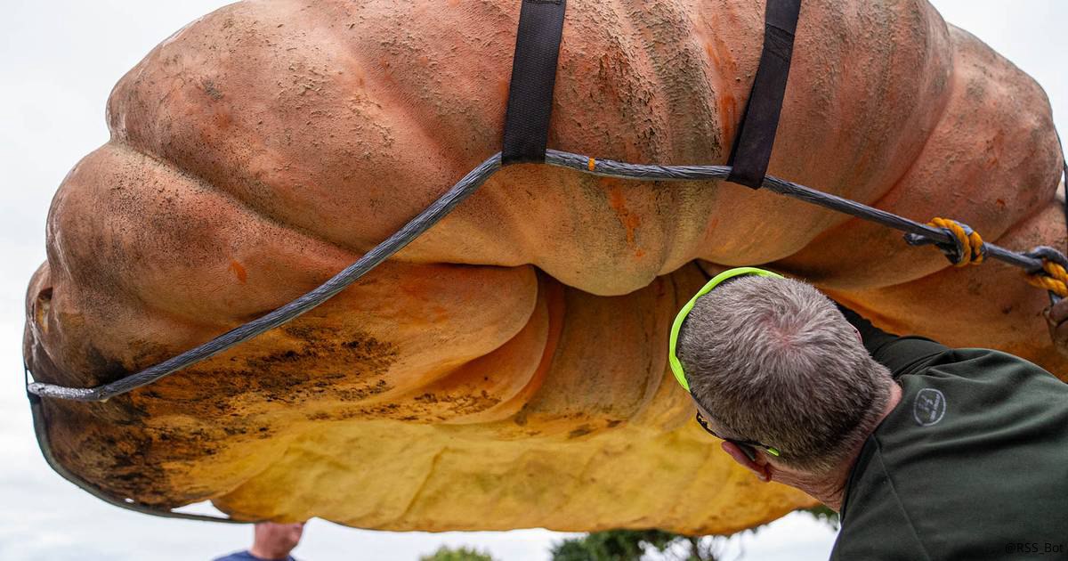 Une citrouille de plus d’une tonne