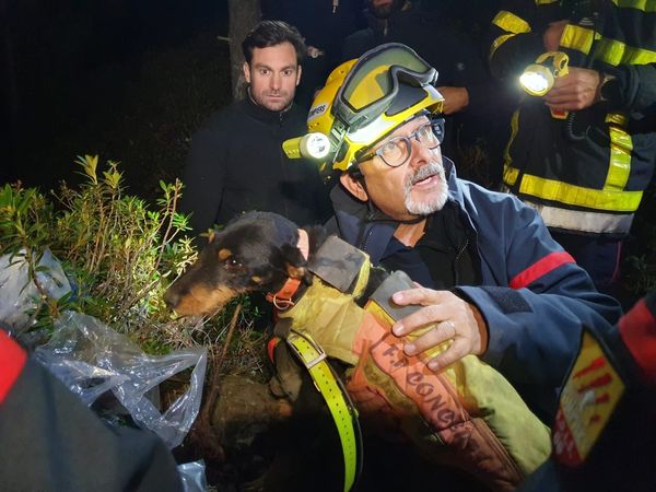 Une chienne bloquée dans une faille souterraine sauvée…