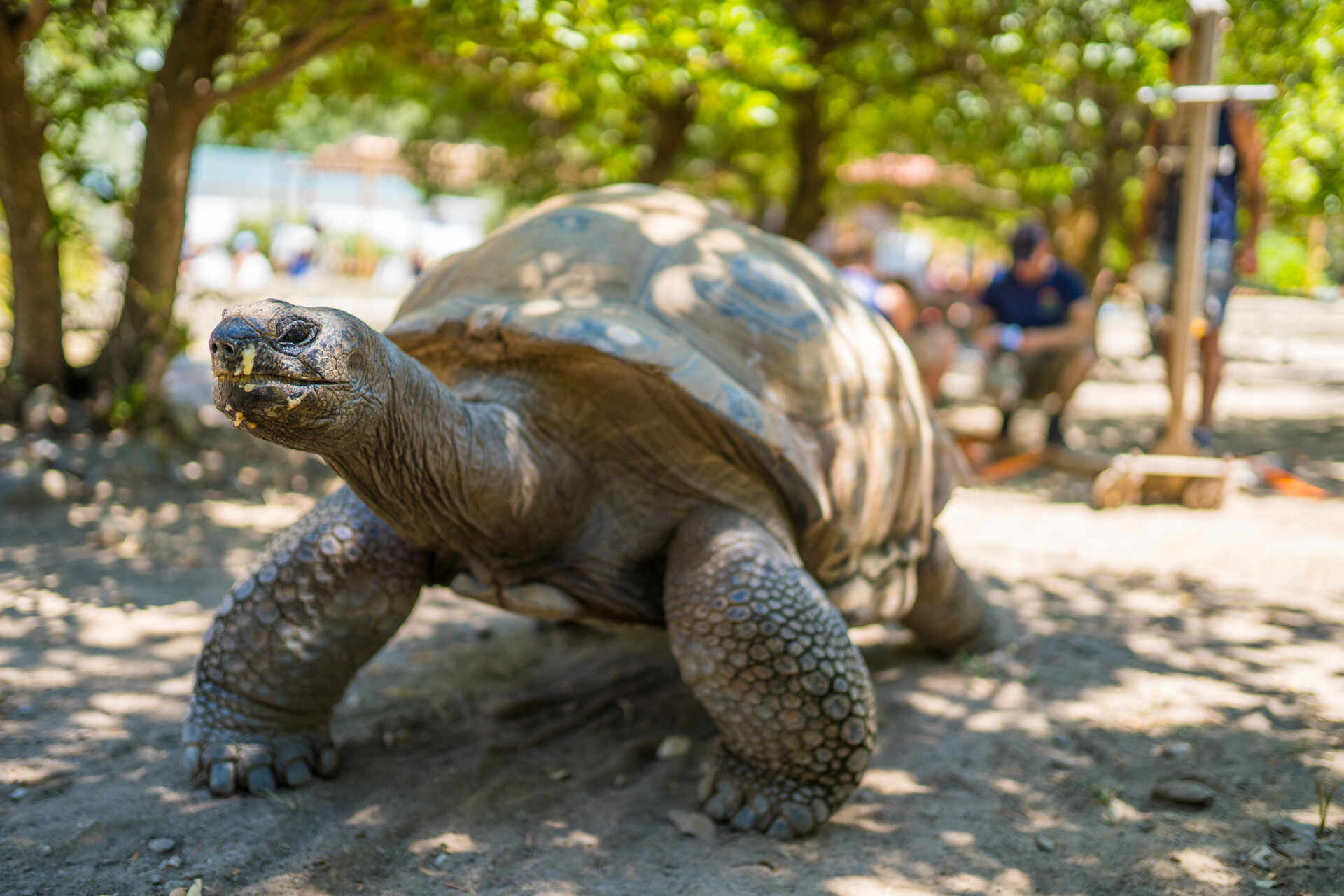 Vive inquiétude au sein du parc de la vallée des tortues de Sorède