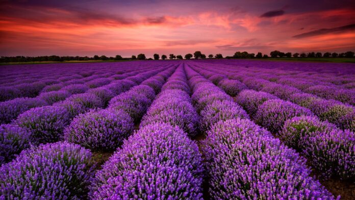 Ce village français où l'air est naturellement parfumé toute l'année