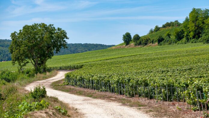 C'est dans ce département que vous trouverez les haricots les plus chers de France